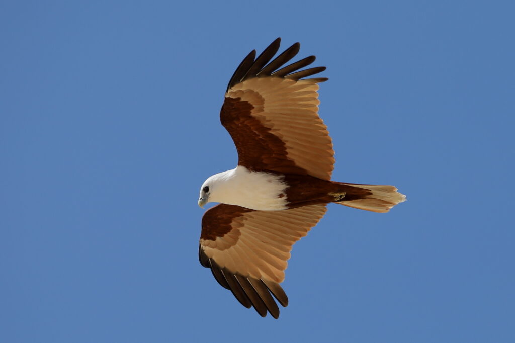 Beachmere Escape Bird Photography