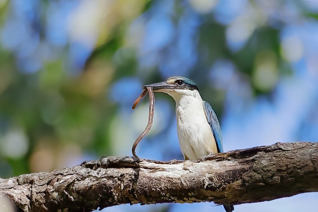 Beachmere Escape Bird Photography - Sacred Kingfisher