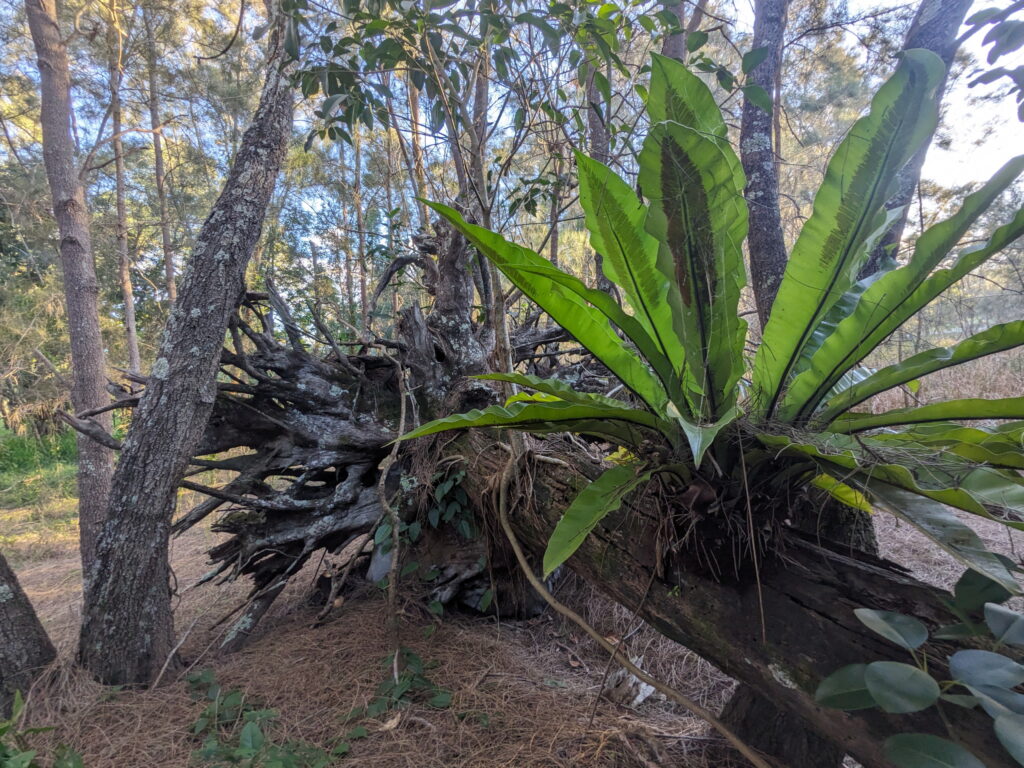 Beachmere Escape Fallen Tree with bird nest fern